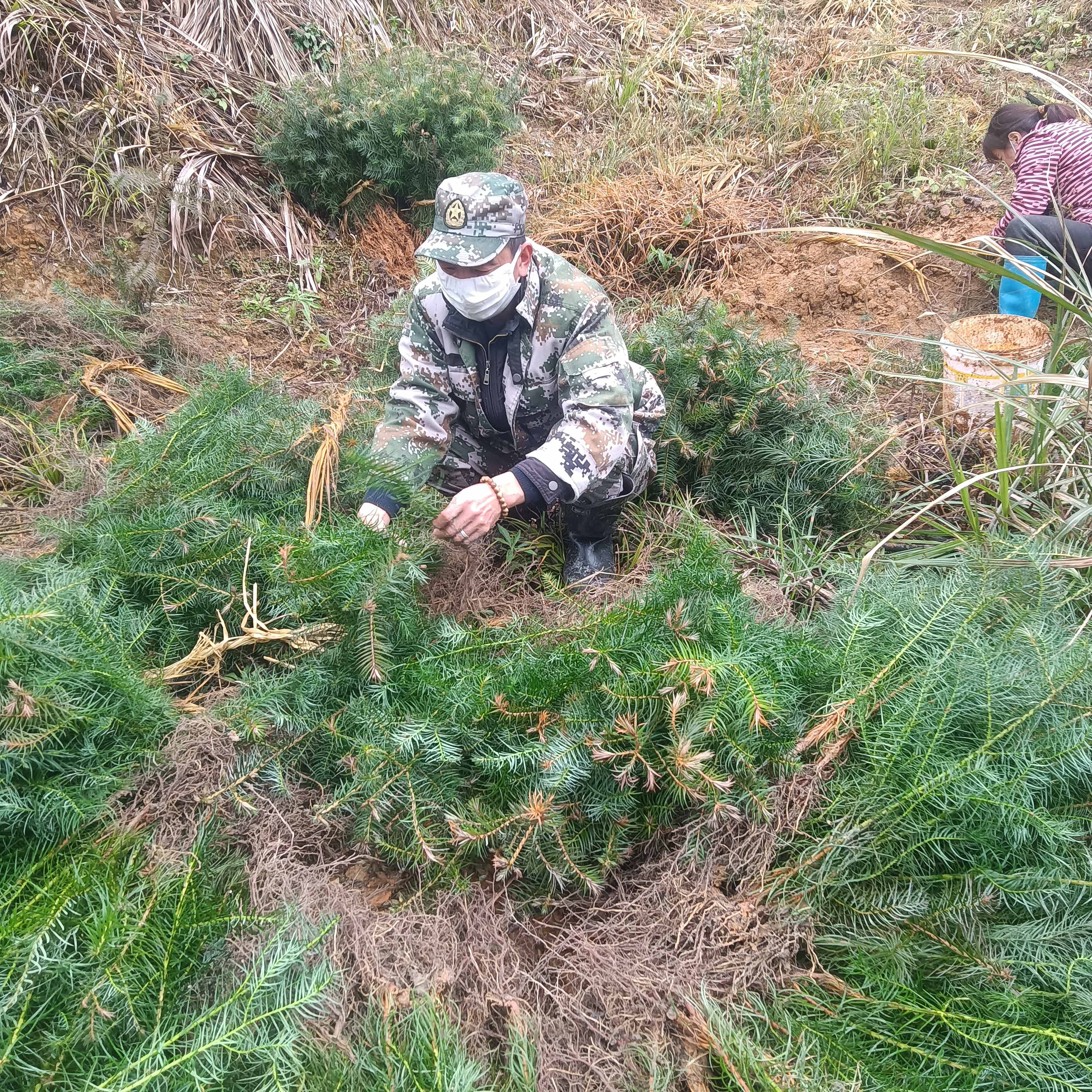 春風拂綠，萬象更新，植樹造林正當時